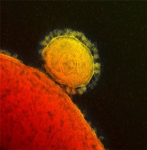 Middle East Sees Spike in Cases of Lethal Virus