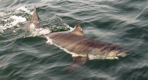 Calif. Shark Bite Victim: It Just 'Locked on My Chest'