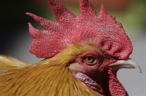 Rooster Gene Tweak Sends Chicken Prices Up