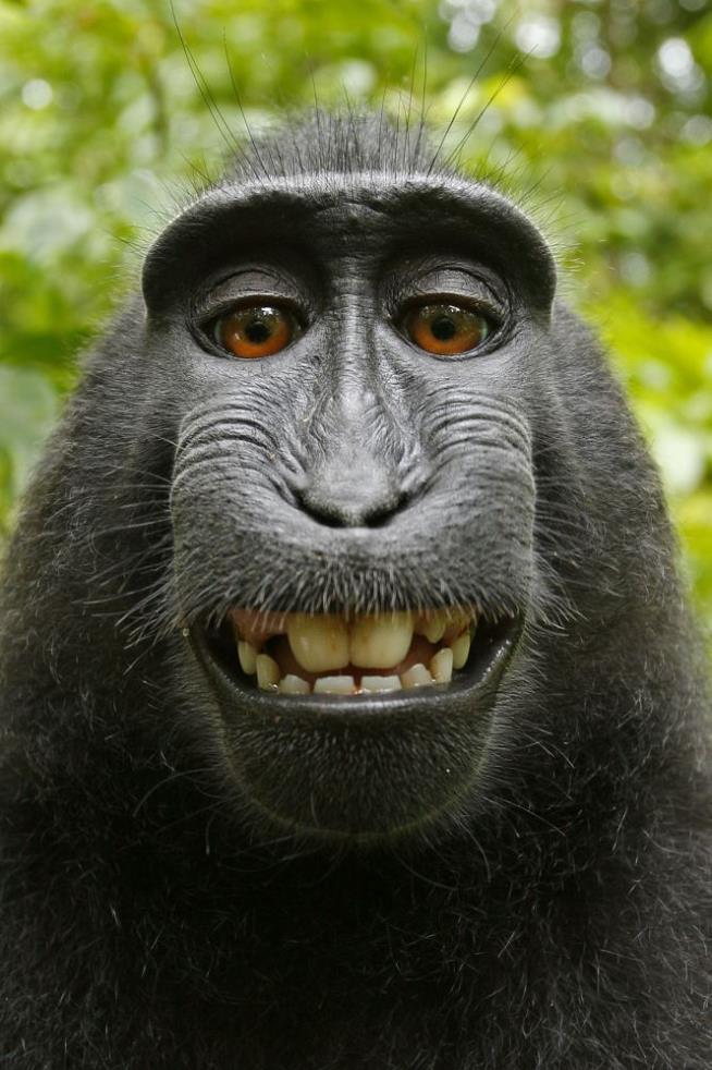 Wikimedia: Monkey Selfie Is Staying Put