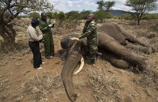 More Elephants Being Killed Than Born