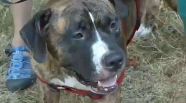 Pit Bull Saves Boy, 8, From Bee Swarm