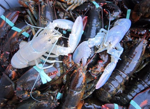 2 Rare Albino Lobsters Caught in Maine