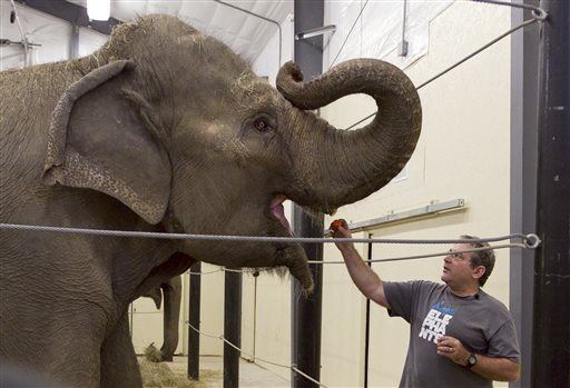 Elephant Sanctuary Founder Crushed by Old Friend