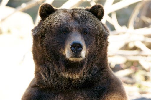 Boy, 9, Loses Arm Trying to Feed Zoo Bear