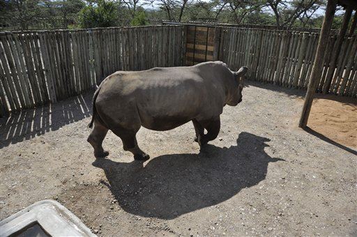 Rhino Species Down to Last 6