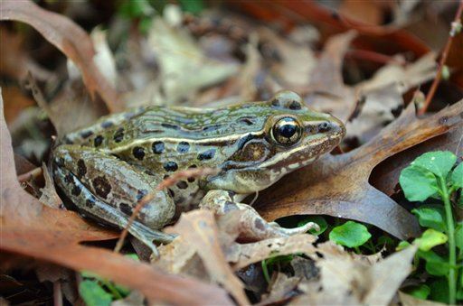 Scientists hit 'jackpot' with new 'cryptic' species of frog