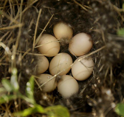 Eggs' Shape May Have Helped Birds Outlive Dinosaurs