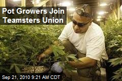 Pot Growers Join Teamsters Union