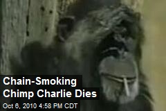 Chain-Smoking Cigarette-Bumming Chimp Dies