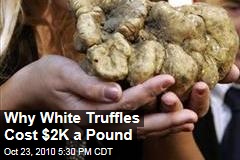 Why White Truffles Cost $2K a Pound