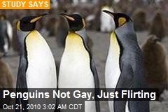 Study: Penguins Not Gay, Just 'Flirting'