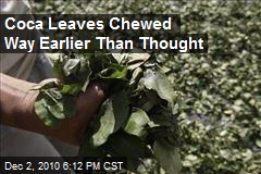 Coca Leaves Chewed Way Earlier Than Thought