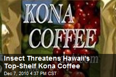Insect Threatens Hawaii's Top-Shelf Kona Coffee