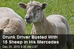 Drunk Driver Busted With 15 Sheep in His Mercedes