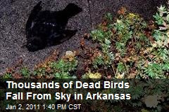 Thousand of Dead Birds Fall From Sky in Arkansas