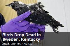 Birds Drop Dead in Sweden, Kentucky
