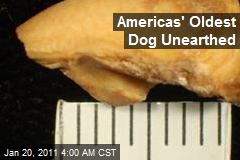 Americas' Oldest Dog Unearthed