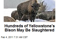 Hundreds of Yellowstone's Bison May Be Slaughtered