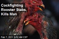 Cockfighting Rooster Stabs, Kills Man