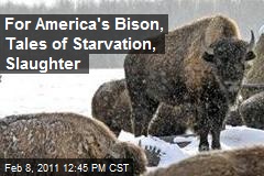 For America's Bison, Tales of Starvation, Slaughter