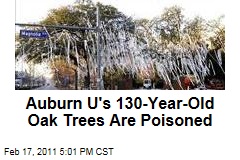 Auburn University Oak Trees at Toomers Corner Are Poisoned, and Alabama Fan Is Charged