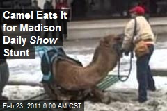 Camel Eats It for Madison Daily Show Stunt