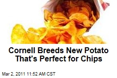 Cornell's Waneta and Lamoka Potatoes: the Perfect Potato Chip Spuds?