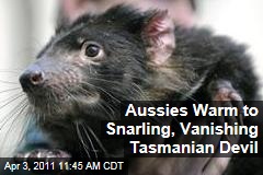 Tasmanian Devil, Once Reviled, Wins Hearts in Australia as Extinction Looms