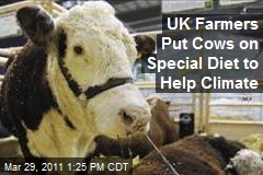 UK Farmers Put Cows on Special Diet to Help Climate