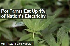 Marijuana Farms Eat Up 1% of America's Electricity