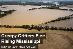 Creepy Critters Flee Rising Mississippi