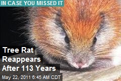 Tree Rat Reappears After 113 Years