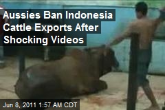 Aussies Ban Cattle Exports to &#39;Cruel&#39; Indonesia
