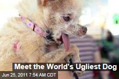 World's Ugliest Dog: Chinese Crested Yoda Wins Prize
