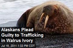 Alaskans Plead Guilty to Trafficking in Walrus Ivory