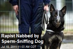 Rapist Nabbed by Sperm-Sniffing Dog