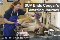 SUV Ends Cougar&#39;s Amazing Journey