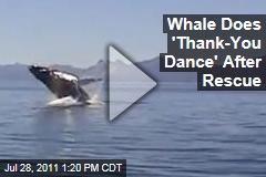 Whale Does 'Thank-You Dance' After Being Rescued From Fishing Nets