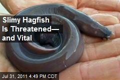 Slimy Hagfish Is Threatened&mdash; and Vital