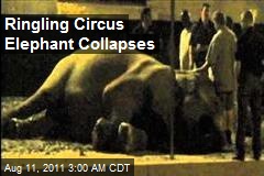 Ringling Circus Elephant Collapses