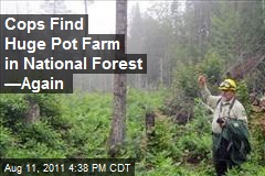 Cops Find Huge Pot Farm in National Forest &mdash;Again