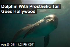 Winter the Dolphin Stars in Upcoming Movie, Dolphin Tale, With Morgan Freeman