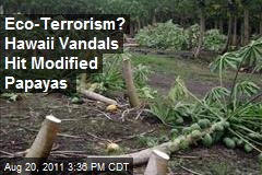 Eco-Terrorism? Hawaii Vandals Hit Modified Papayas