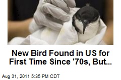 New Bird Found in US for First Time Since &#39;70s, But...