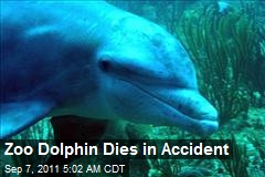 Zoo Dolphin Dies in Accident