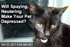 Spaying, Neutering May Make Your Cat Depressed