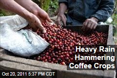 Central American Coffee Crops Hammered by Rainfall
