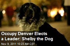 Occupy Denver Elects a Leader: Shelby the Dog