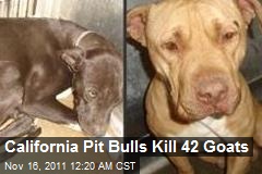 Calif. Pit Bulls Slaughter 42 Goats